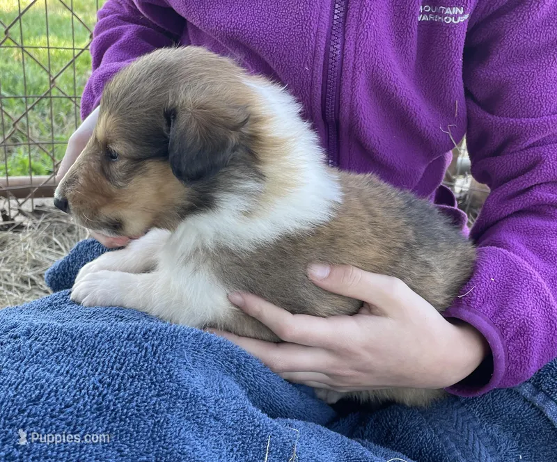 Flynn – Collie puppy for sale in Anderson, SC