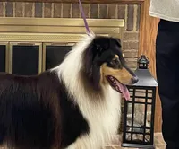 Flash, a male Collie for sale in Anderson, SC – Photo 7 of 10