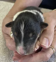Flash, a male Collie for sale in Anderson, SC – Photo 1 of 10