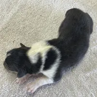 Flash, a male Collie for sale in Anderson, SC – Photo 3 of 10