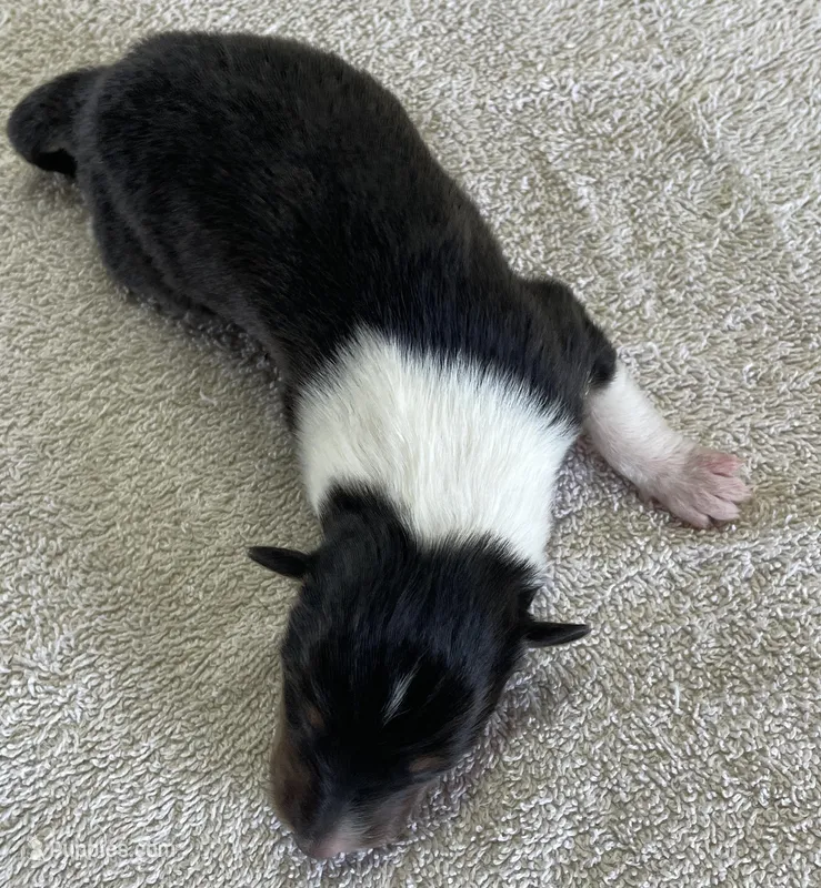 Super Girl  – Collie puppy for sale in Anderson, SC