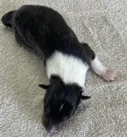 Super Girl , a female Collie for sale in Anderson, SC – Photo 4 of 10