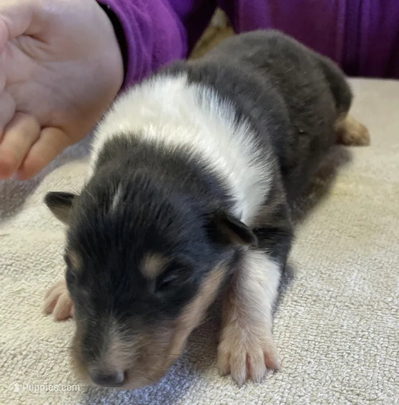 Super Girl  – Collie puppy for sale in Anderson, SC