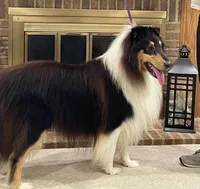 Super Girl , a female Collie for sale in Anderson, SC – Photo 9 of 10