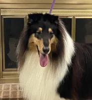 Super Girl , a female Collie for sale in Anderson, SC – Photo 7 of 10