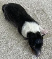 Super Girl , a female Collie for sale in Anderson, SC – Photo 3 of 10