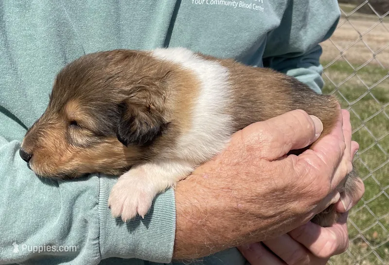 Aladdin – Collie puppy for sale in Anderson, SC