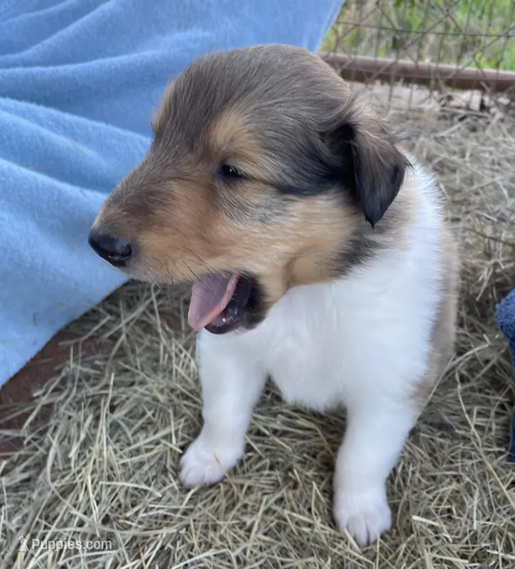 Aladdin – Collie puppy for sale in Anderson, SC