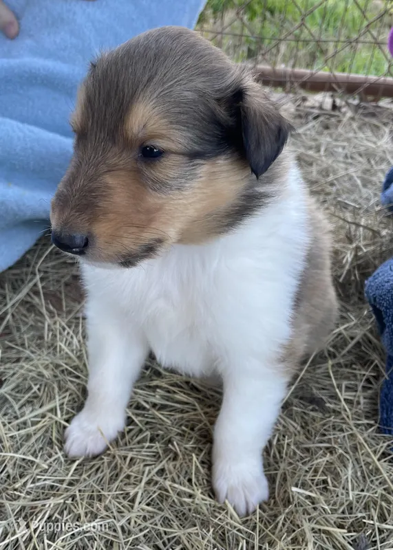 Aladdin – Collie puppy for sale in Anderson, SC