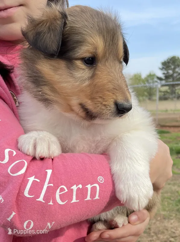 Aladdin – Collie puppy for sale in Anderson, SC