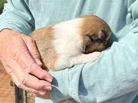 Aladdin, a male Collie for sale in Anderson, SC – Photo 2 of 9