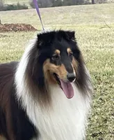 Aladdin, a male Collie for sale in Anderson, SC – Photo 5 of 9