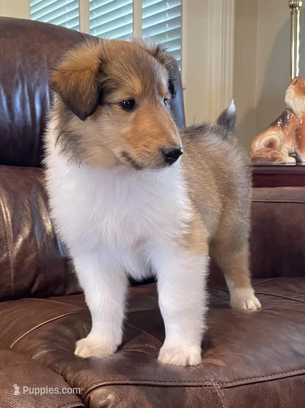 Aladdin – Collie puppy for sale in Anderson, SC