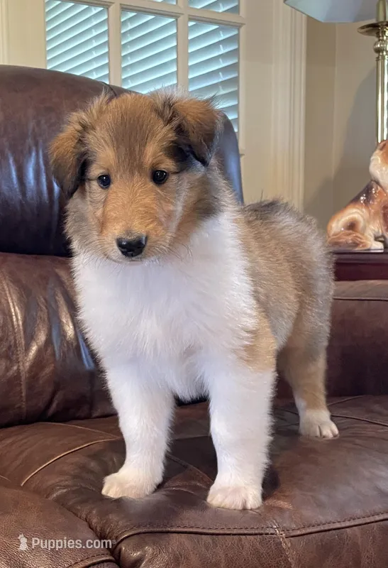 Aladdin – Collie puppy for sale in Anderson, SC