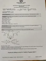 Aladdin, a male Collie for sale in Anderson, SC – Photo 4 of 9