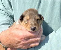 Aladdin, a male Collie for sale in Anderson, SC – Photo 1 of 9