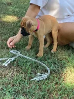 Pink Girl, a female Boxer for sale in Whiteville, TN – 10 of 10