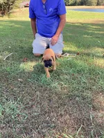 Green Girl, a female Boxer for sale in Whiteville, TN – 4 of 10