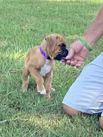 Purple Girl, a female Boxer for sale in Whiteville, TN – 6 of 10