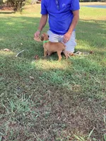 Green Girl, a female Boxer for sale in Whiteville, TN – 7 of 10
