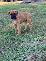 Pink Girl, a female Boxer for sale in Whiteville, TN – 5 of 10