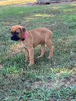Pink Girl, a female Boxer for sale in Whiteville, TN – 3 of 10