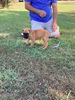 Green Girl, a female Boxer for sale in Whiteville, TN – 9 of 10