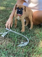 Pink Girl, a female Boxer for sale in Whiteville, TN – 6 of 10