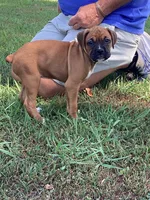Yellow Girl, a female Boxer for sale in Whiteville, TN – 6 of 10