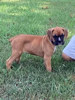 Purple Girl, a female Boxer for sale in Whiteville, TN – 1 of 10