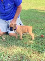Purple Girl, a female Boxer for sale in Whiteville, TN – 5 of 10