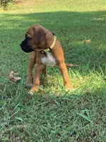 Yellow Girl, a female Boxer for sale in Whiteville, TN – 4 of 10