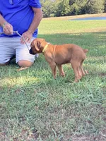 Yellow Girl, a female Boxer for sale in Whiteville, TN – 8 of 10