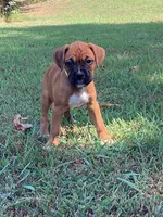 Yellow Girl, a female Boxer for sale in Whiteville, TN – 10 of 10