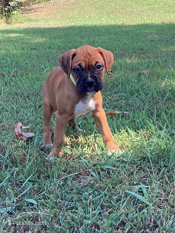 Yellow Girl – Boxer puppy for sale in Whiteville, TN