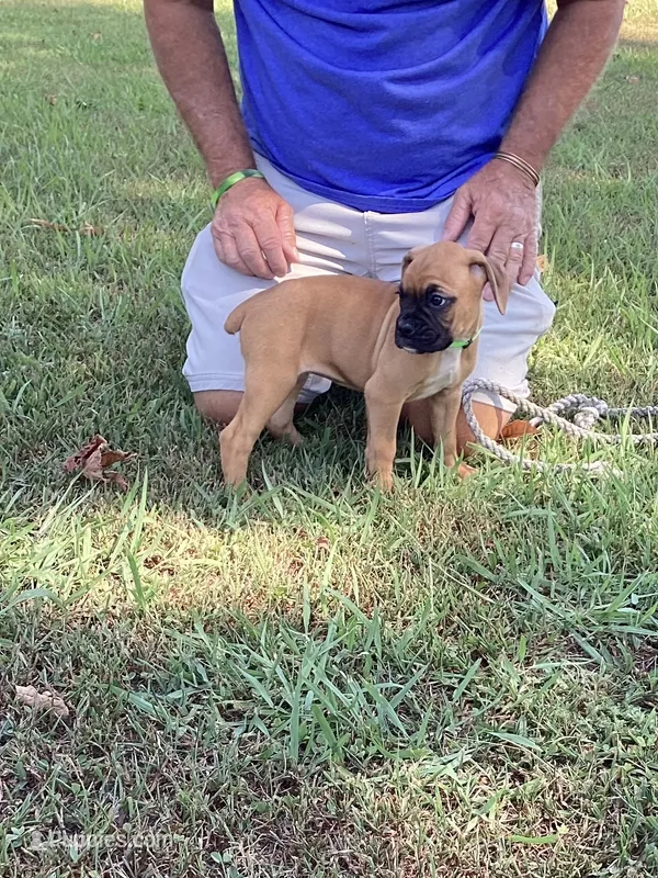 Green Girl – Boxer puppy for sale in Whiteville, TN
