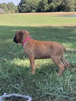 Pink Girl, a female Boxer for sale in Whiteville, TN – 2 of 10