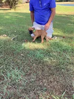 Green Girl, a female Boxer for sale in Whiteville, TN – 6 of 10