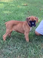 Purple Girl, a female Boxer for sale in Whiteville, TN – 3 of 10