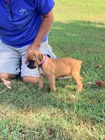 Purple Girl, a female Boxer for sale in Whiteville, TN – 7 of 10
