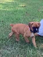 Purple Girl, a female Boxer for sale in Whiteville, TN – 2 of 10