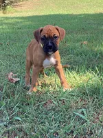 Yellow Girl, a female Boxer for sale in Whiteville, TN – 3 of 10
