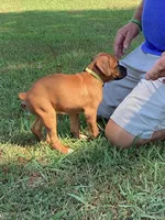 Yellow Girl, a female Boxer for sale in Whiteville, TN – 9 of 10