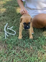 Pink Girl, a female Boxer for sale in Whiteville, TN – 7 of 10