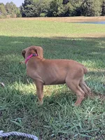 Pink Girl, a female Boxer for sale in Whiteville, TN – 4 of 10