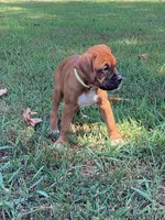 Yellow Girl, a female Boxer for sale in Whiteville, TN – 7 of 10
