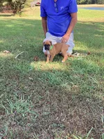 Green Girl, a female Boxer for sale in Whiteville, TN – 8 of 10