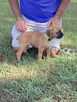 Green Girl, a female Boxer for sale in Whiteville, TN – 5 of 10