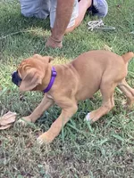 Purple Girl, a female Boxer for sale in Whiteville, TN – 8 of 10
