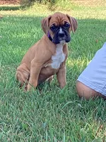 Purple Girl, a female Boxer for sale in Whiteville, TN – 4 of 10